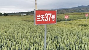 蘭天37號